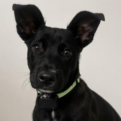 Mia, a ADOPTABLE mixed breed in Baldwin, MD image 3/6