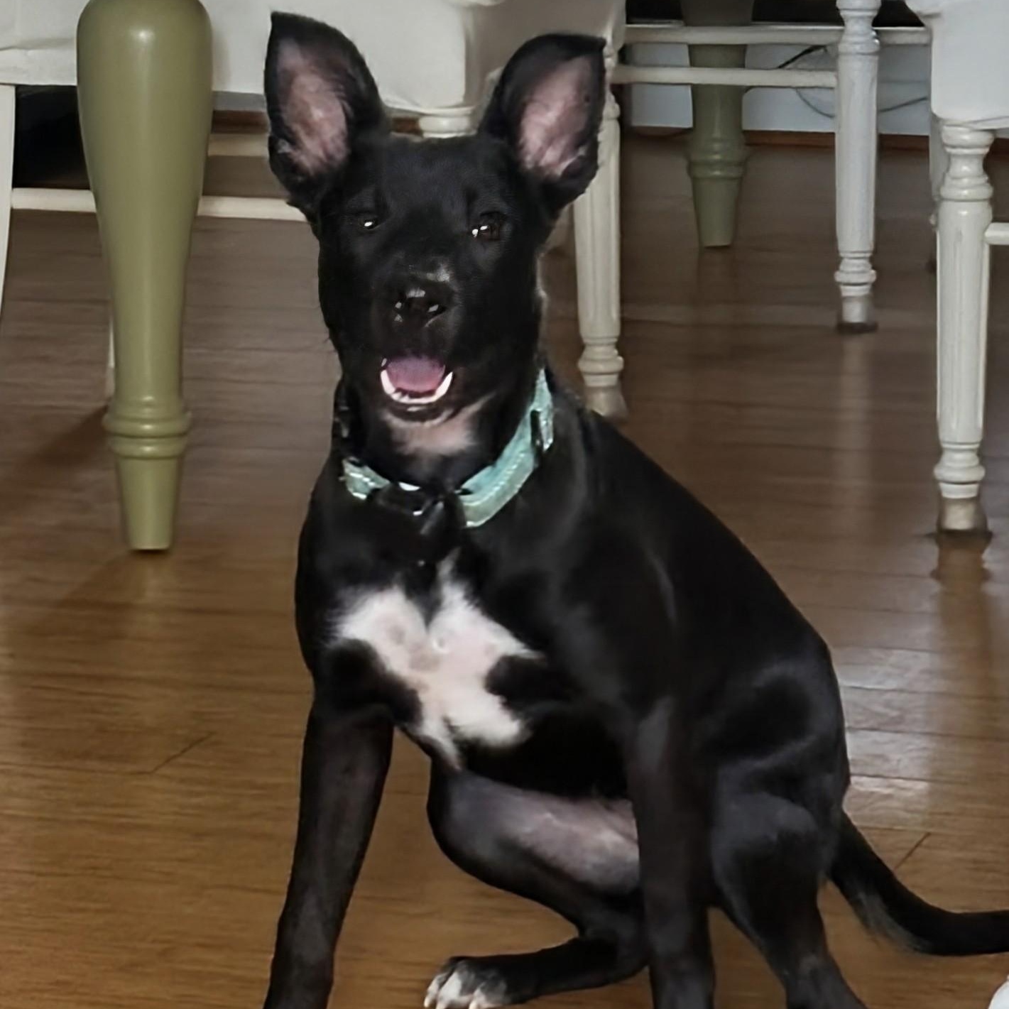 Mia, a ADOPTABLE mixed breed in Baldwin, MD image 1/6