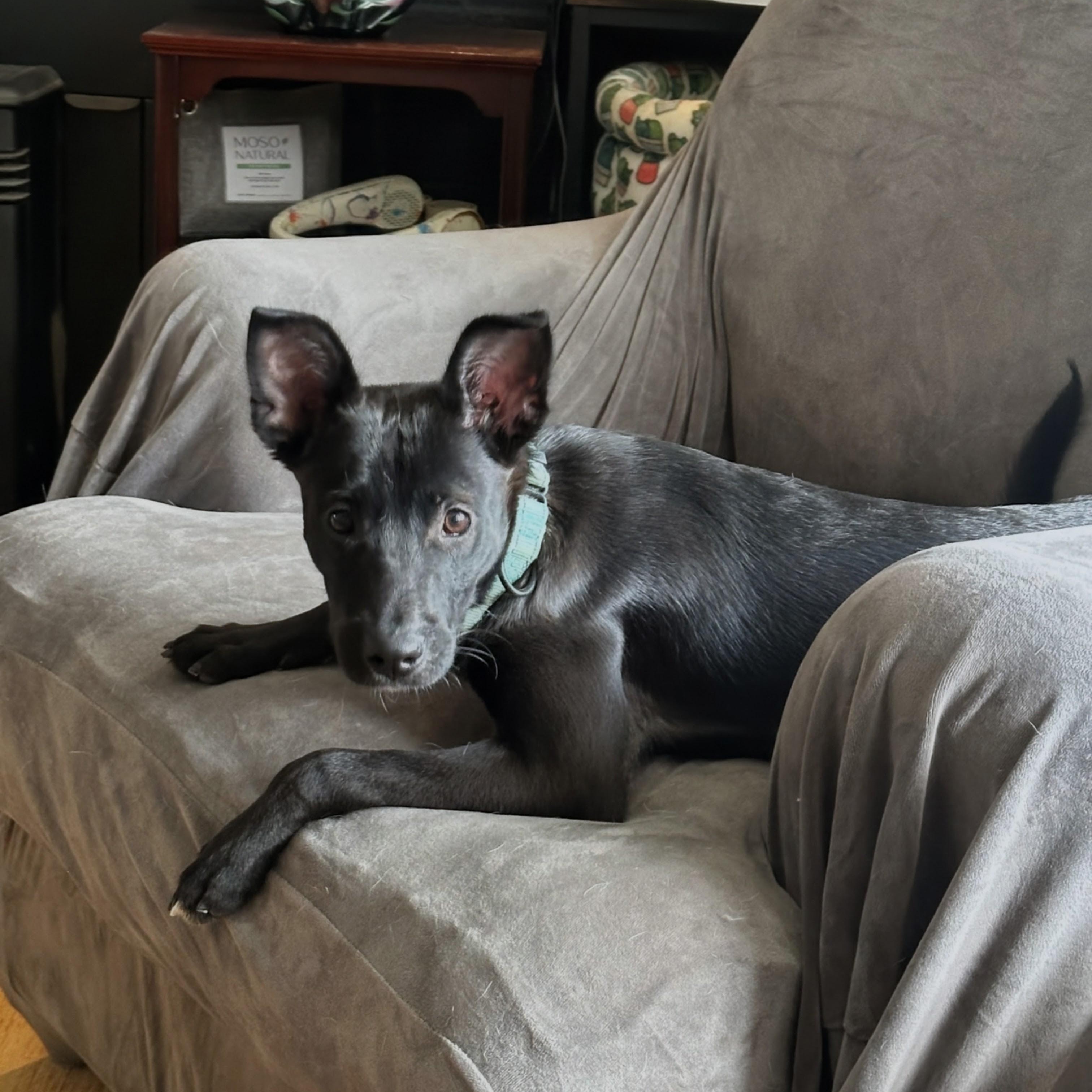 Mia, a ADOPTABLE mixed breed in Baldwin, MD image 5/6