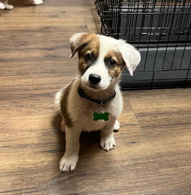 Anderson, ADOPTABLE, Puppy Male Shepherd.