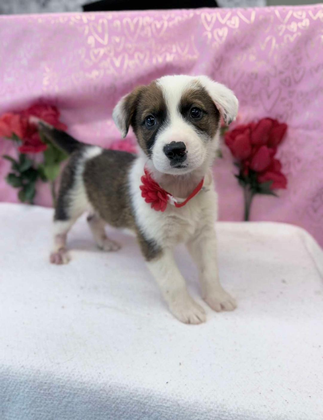Anderson, a ADOPTABLE mixed breed in Littleton, CO image 1/2
