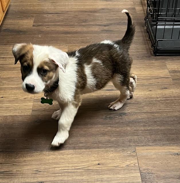 Enlarge Anderson, an adopted mixed breed in Littleton, CO image 2/4