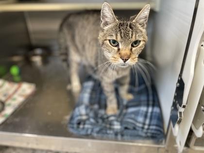 Sampson, Adoptable, Senior Male Domestic Short Hair & Domestic Short Hair.