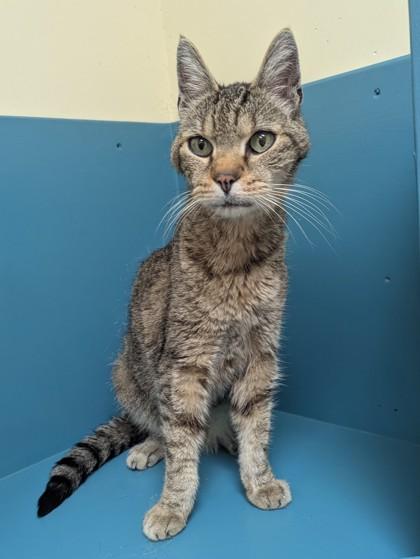 Enlarge Sampson, a Adoptable Domestic Short Hair in Pendleton, OR image 1/1