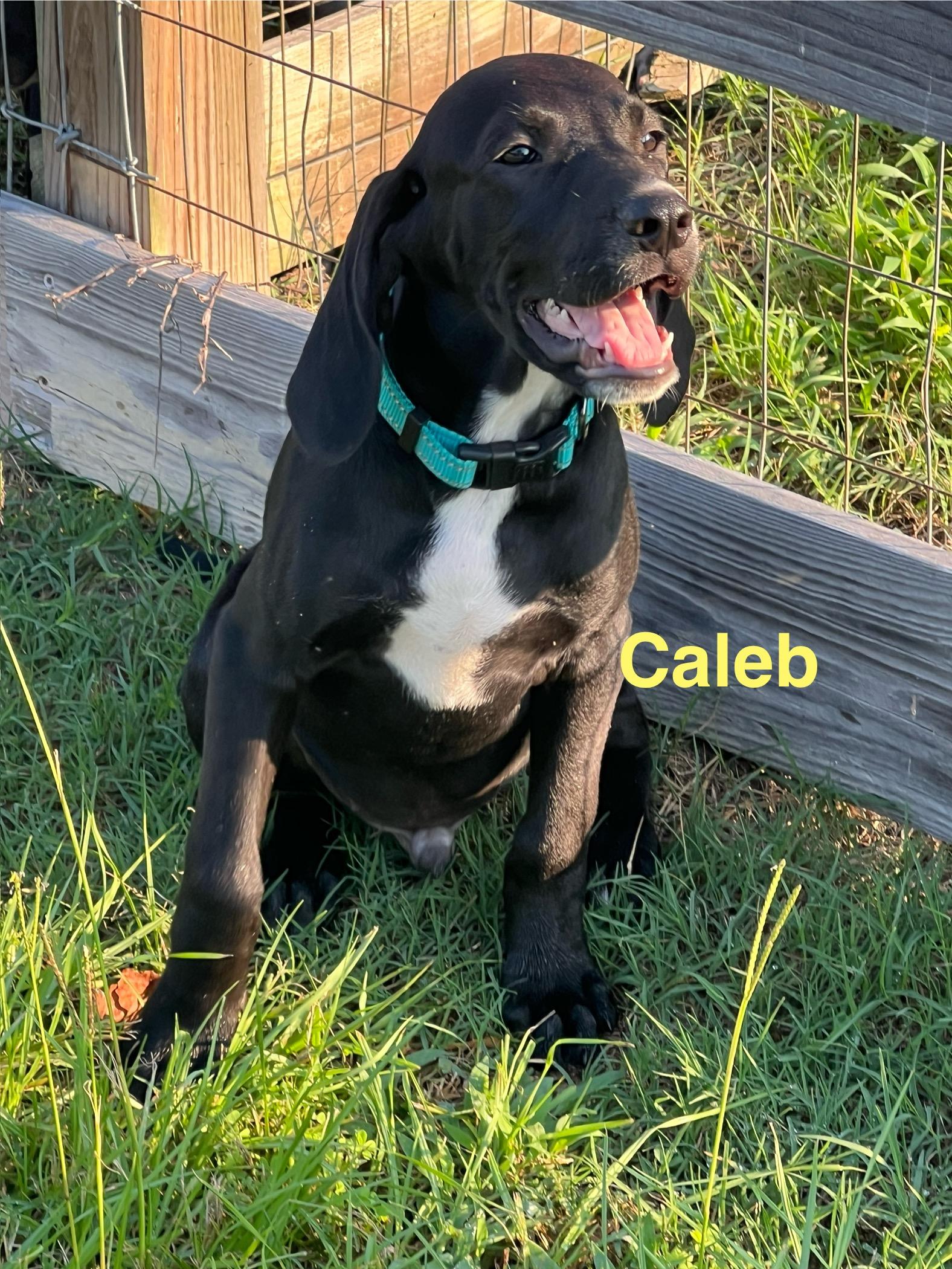 Enlarge Caleb, a Adopted mixed breed in Cape May, NJ image 1/1
