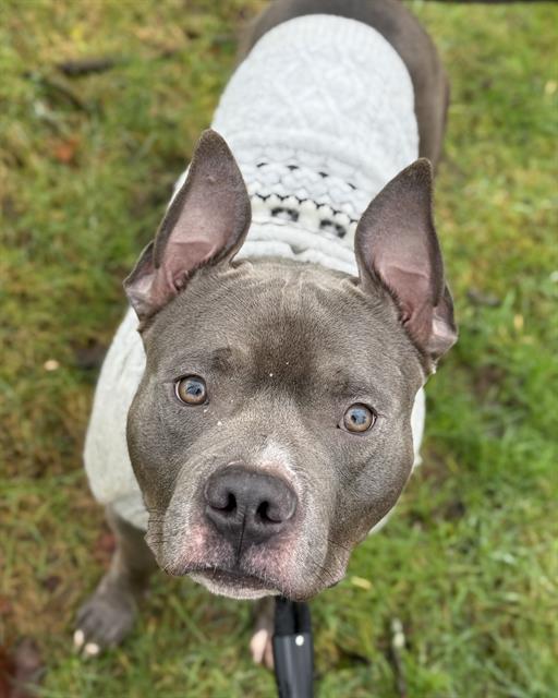 SWEATER, Adoptable, Young Male Pit Bull Terrier.