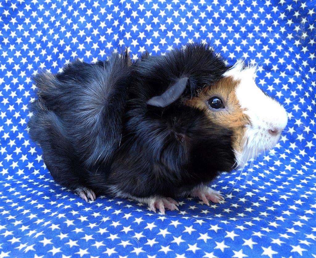 Enlarge Winston, a ADOPTABLE Abyssinian in Goleta, CA image 2/2