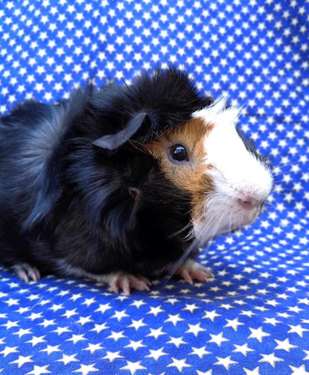 Enlarge Winston, a ADOPTABLE Abyssinian in Goleta, CA image 1/2