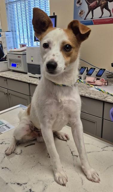 MR NUGENT, Adoptable, Young Male Parson Russell Terrier & Mixed Breed.