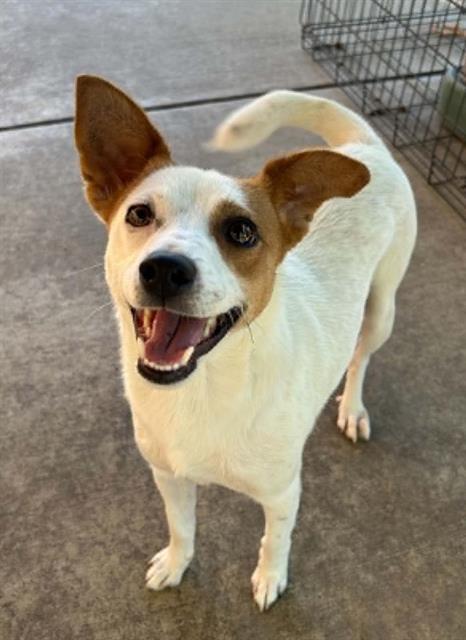 Enlarge NUGGET, a Adoptable mixed breed in Lodi, CA image 1/1