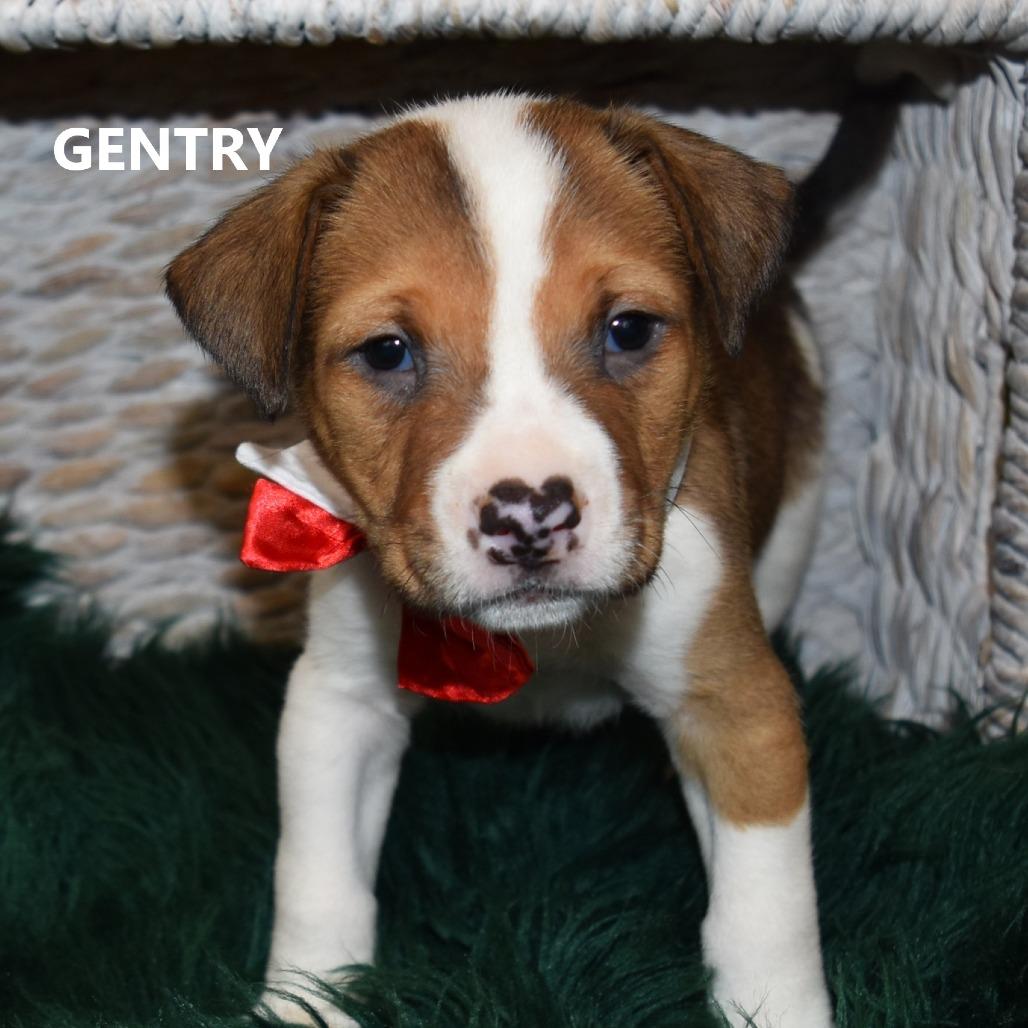 Gentry, Adoptable, Puppy Male Pit Bull Terrier.