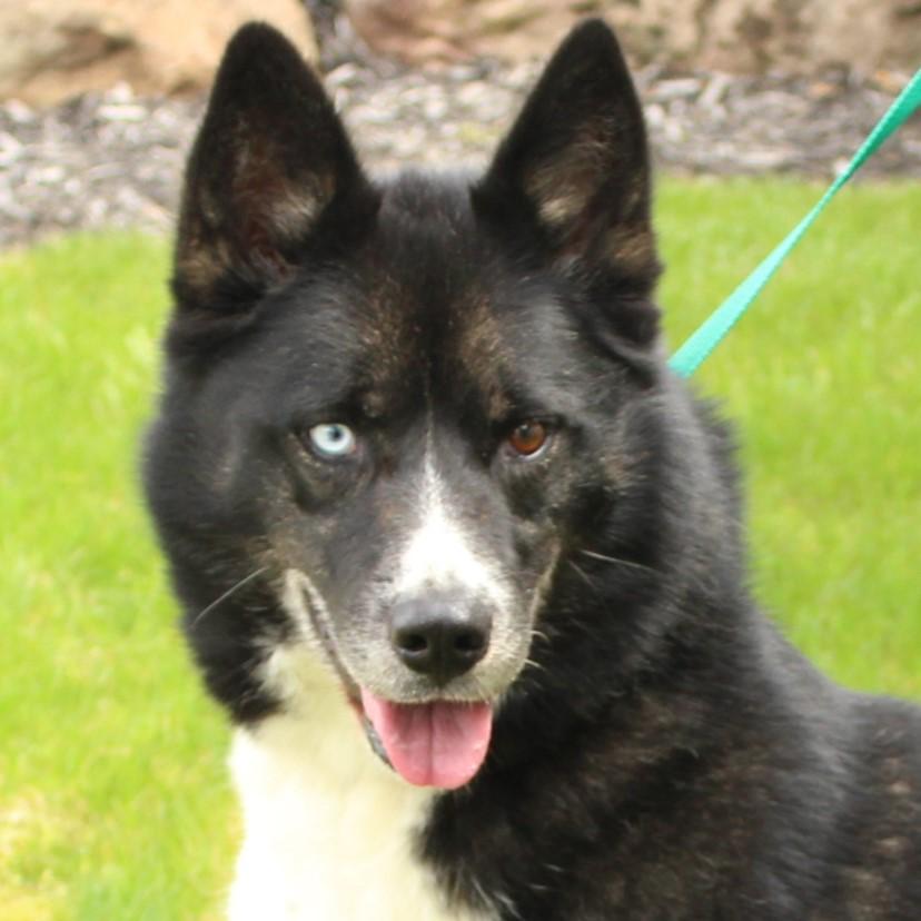 Enlarge Kona, a Adoptable Husky in Eaton, OH image 1/6