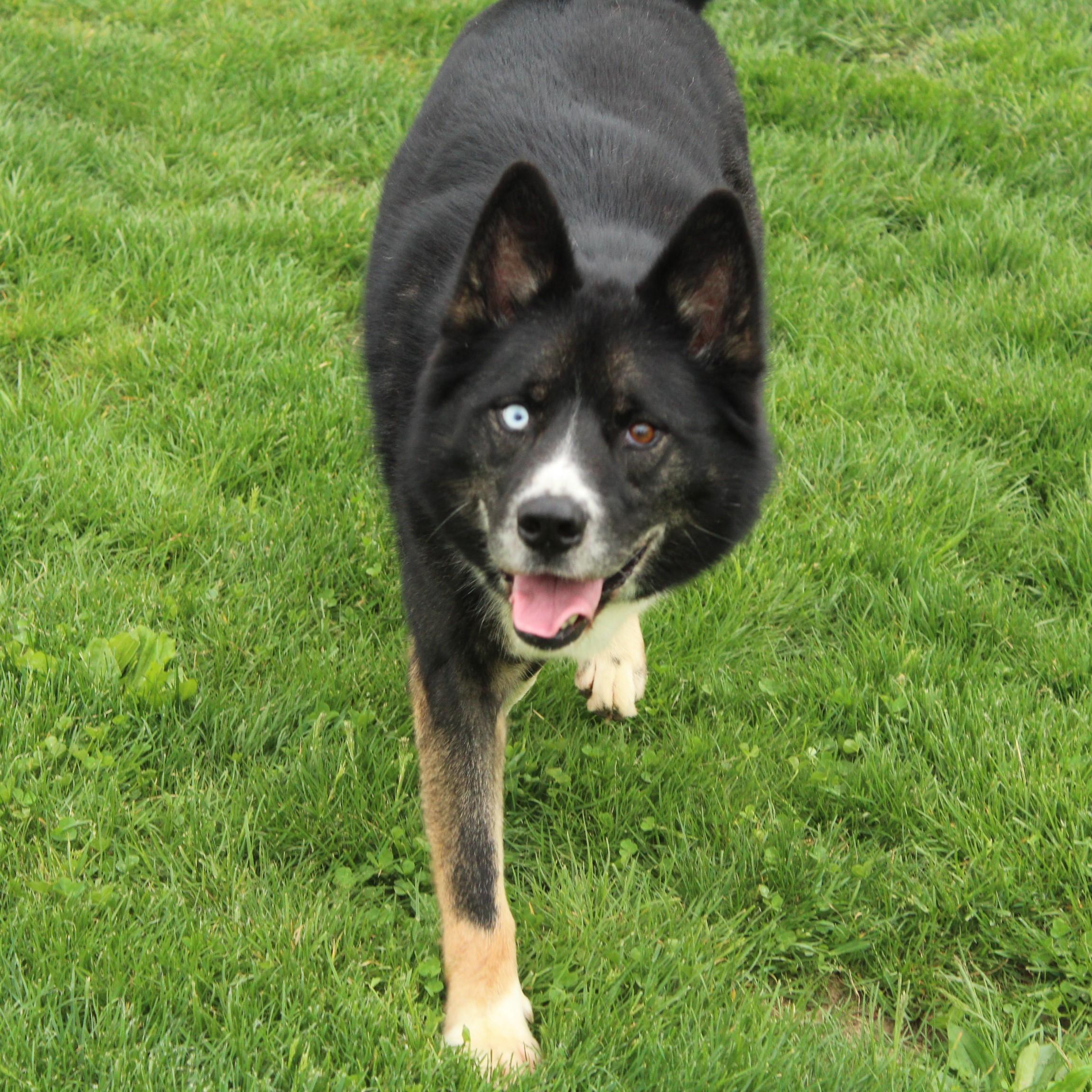 Enlarge Kona, a Adoptable Husky in Eaton, OH image 2/6