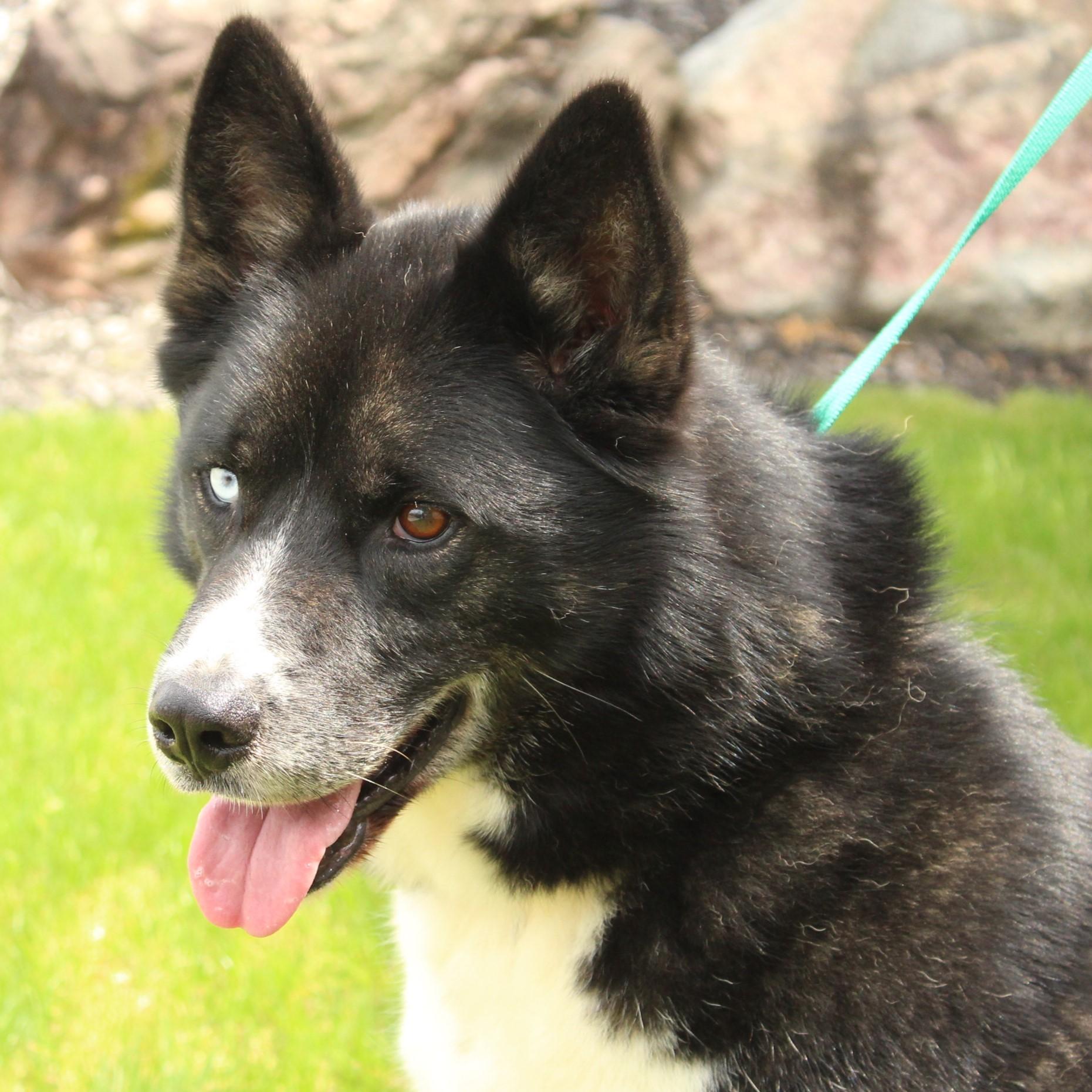 Enlarge Kona, a Adoptable Husky in Eaton, OH image 3/6