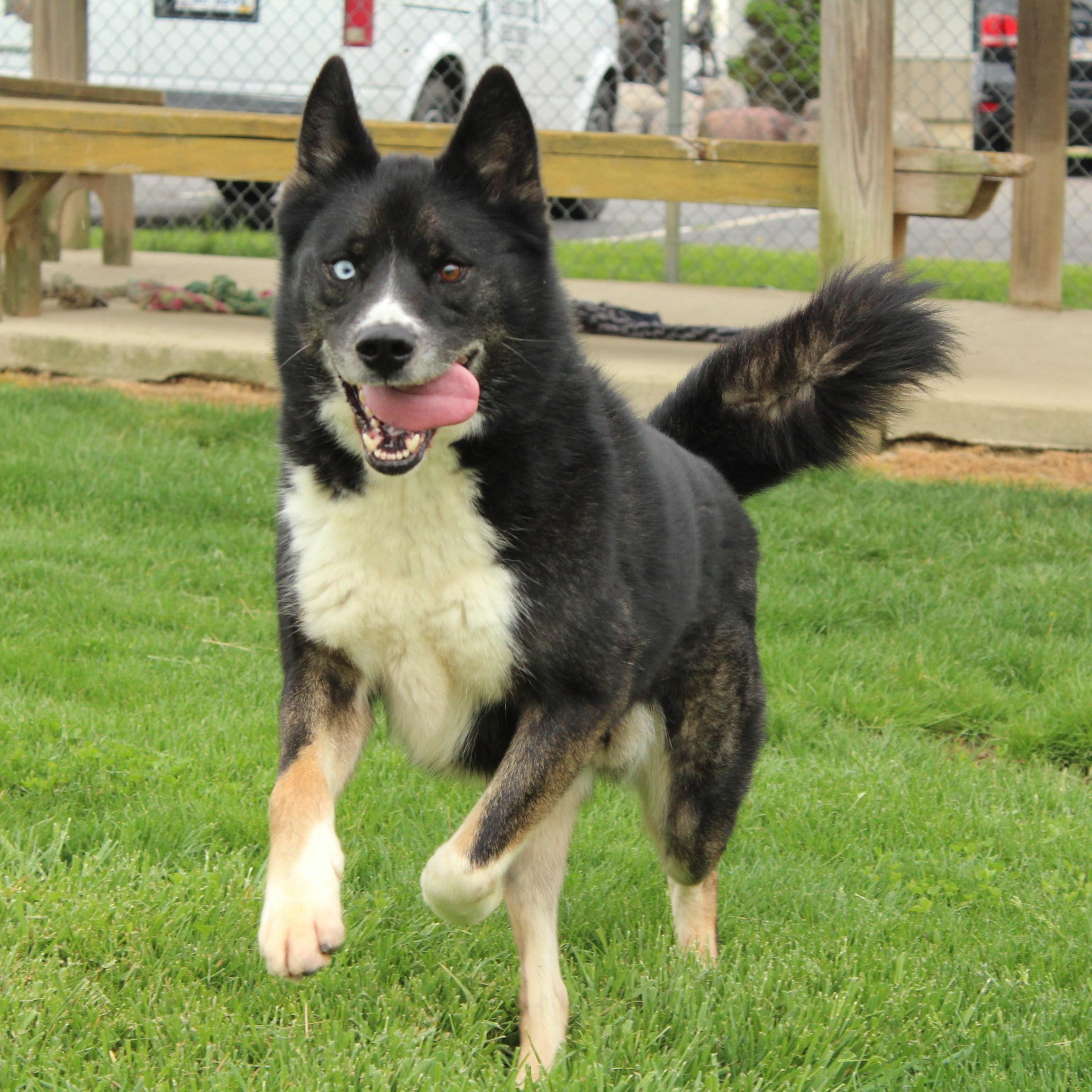 Enlarge Kona, a Adoptable Husky in Eaton, OH image 4/6