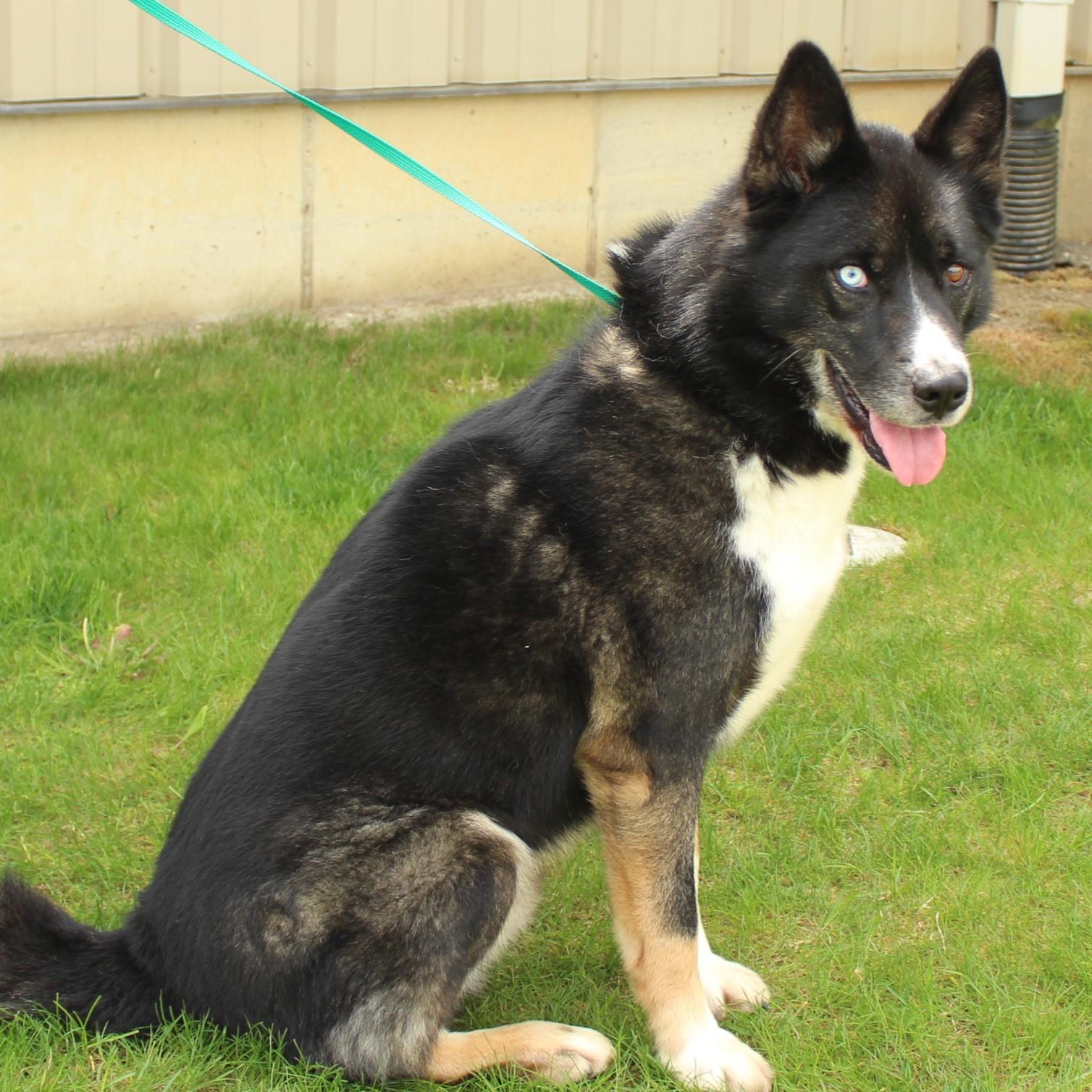 Enlarge Kona, a Adoptable Husky in Eaton, OH image 5/6