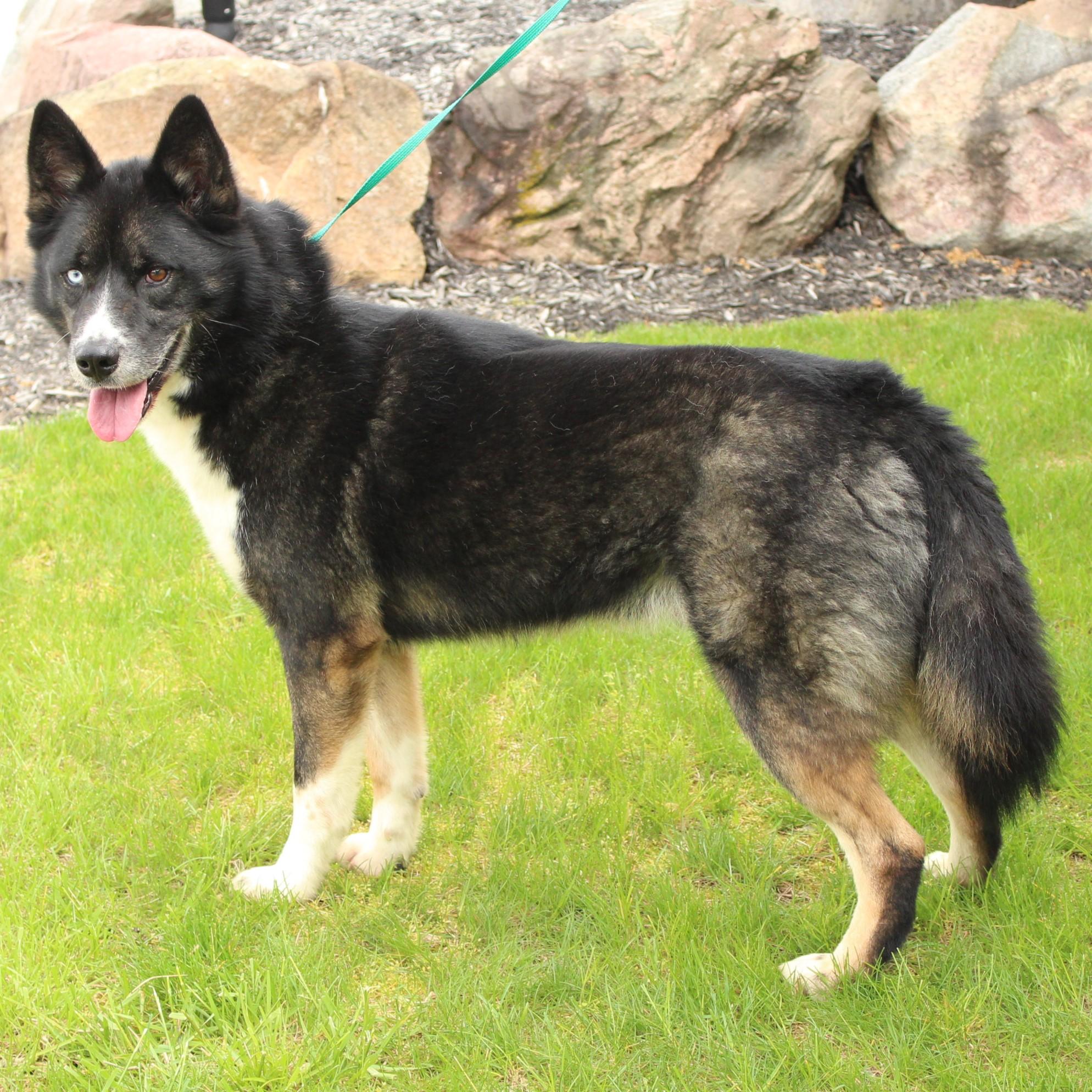 Enlarge Kona, a Adoptable Husky in Eaton, OH image 6/6