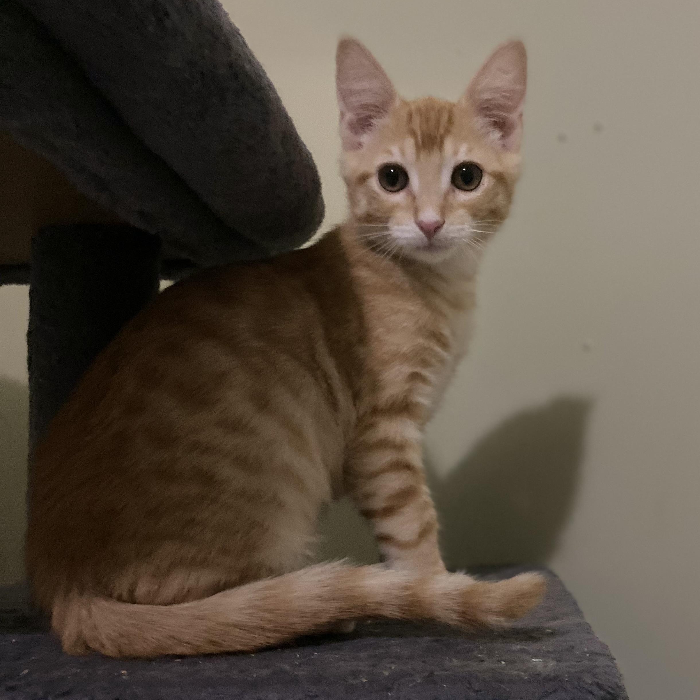 Enlarge Cooper, a Adoptable Domestic Short Hair in Portland, OR image 2/4