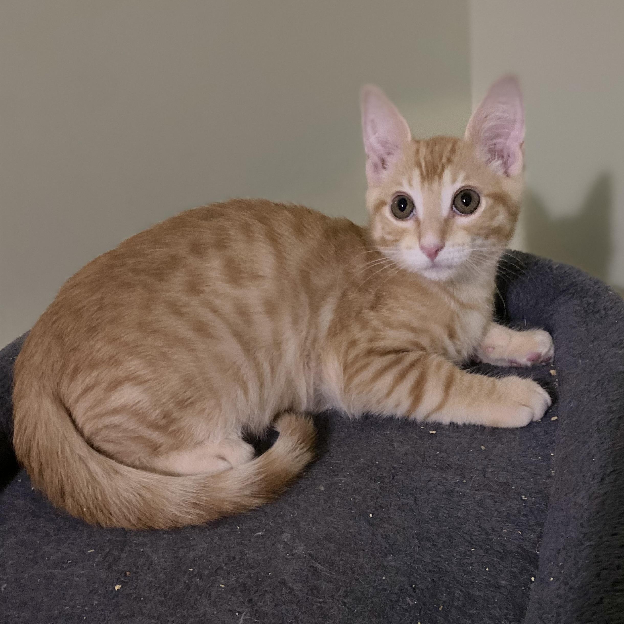 Enlarge Cooper, a Adoptable Domestic Short Hair in Portland, OR image 4/4