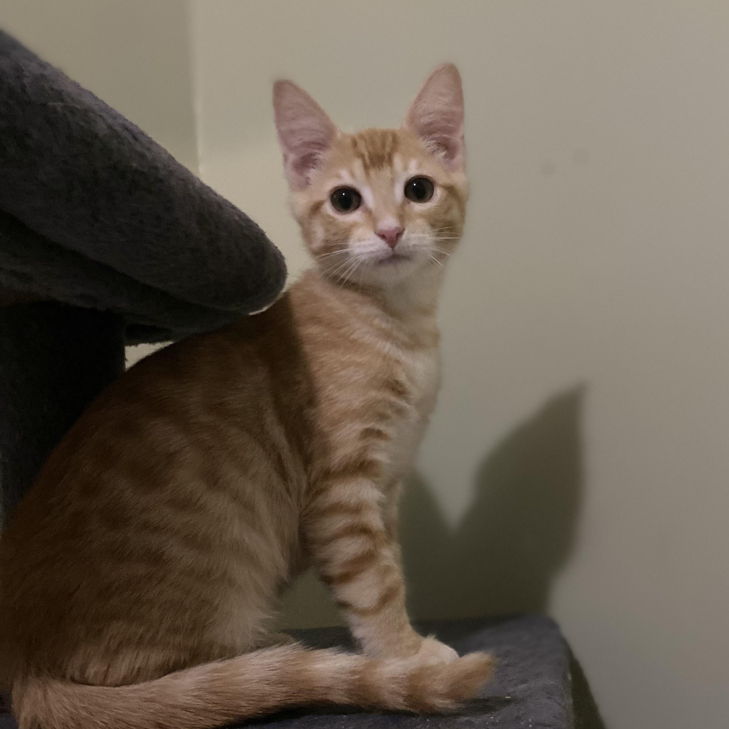 Cooper, Adoptable, Kitten Male Domestic Short Hair.