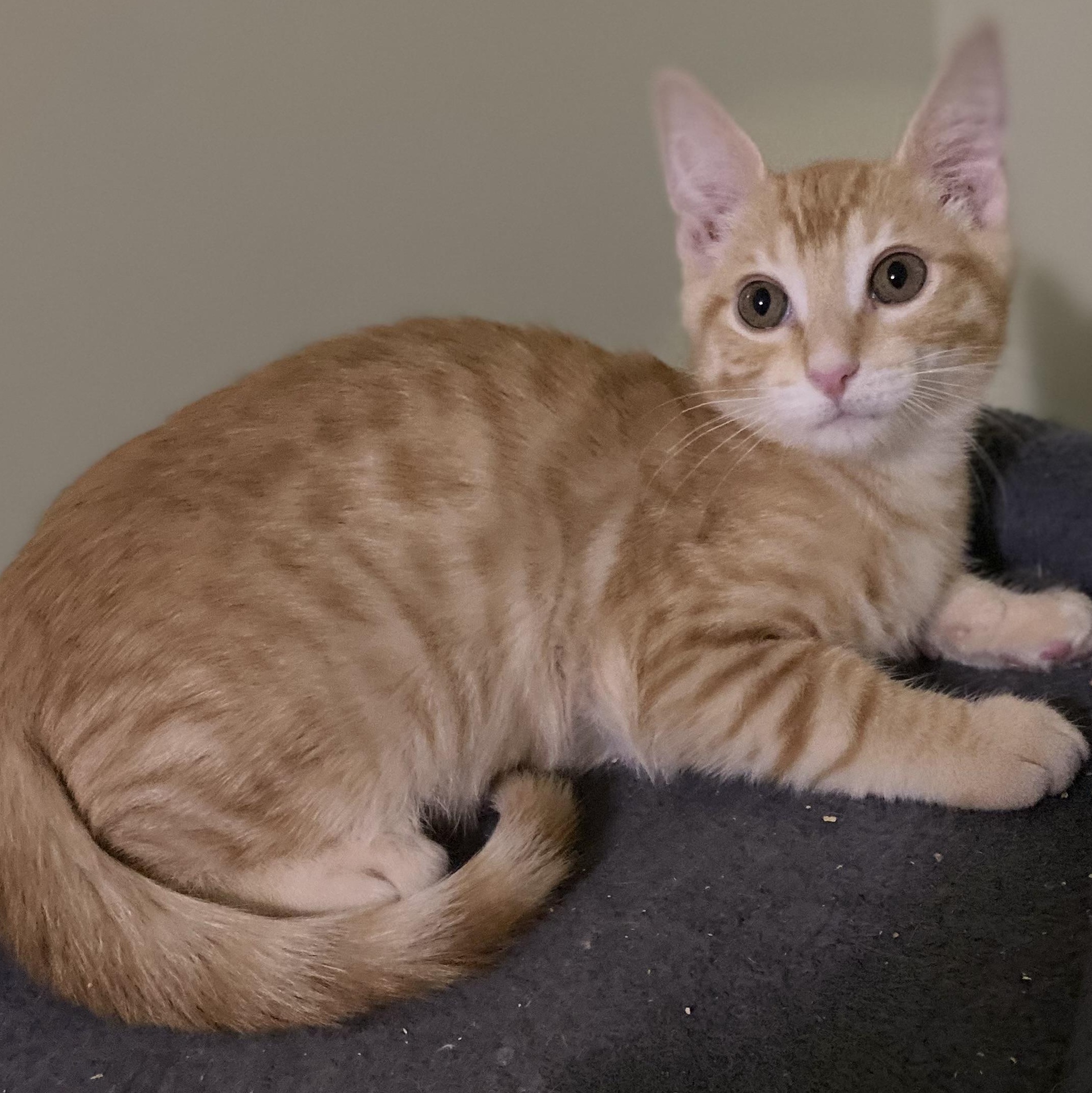 Enlarge Cooper, a Adoptable Domestic Short Hair in Portland, OR image 3/4