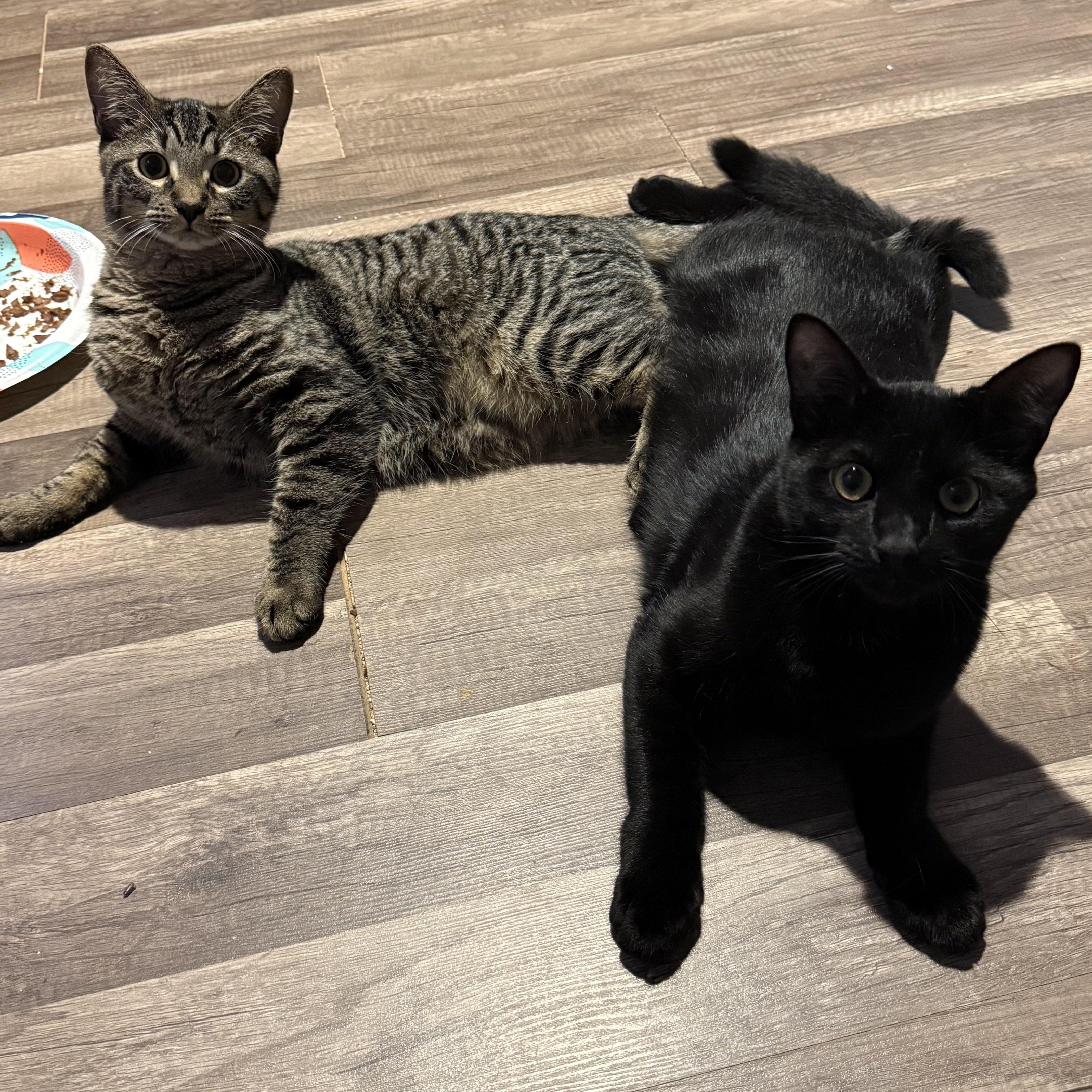 Enlarge Jalapeño & Chili, a Adoptable Domestic Short Hair in Beltsville, MD image 4/6