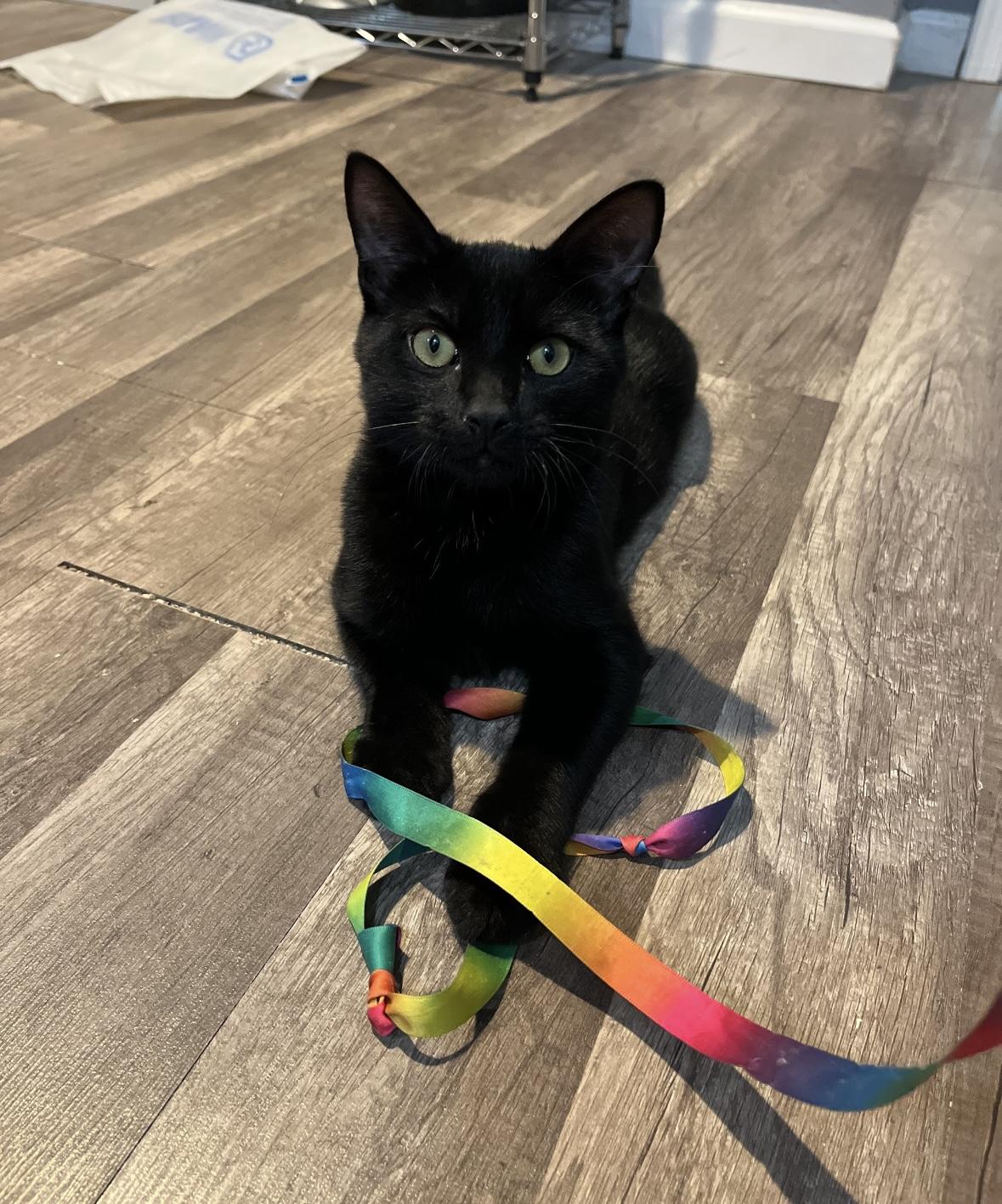 Enlarge Jalapeño & Chili, a Adoptable Domestic Short Hair in Beltsville, MD image 3/6