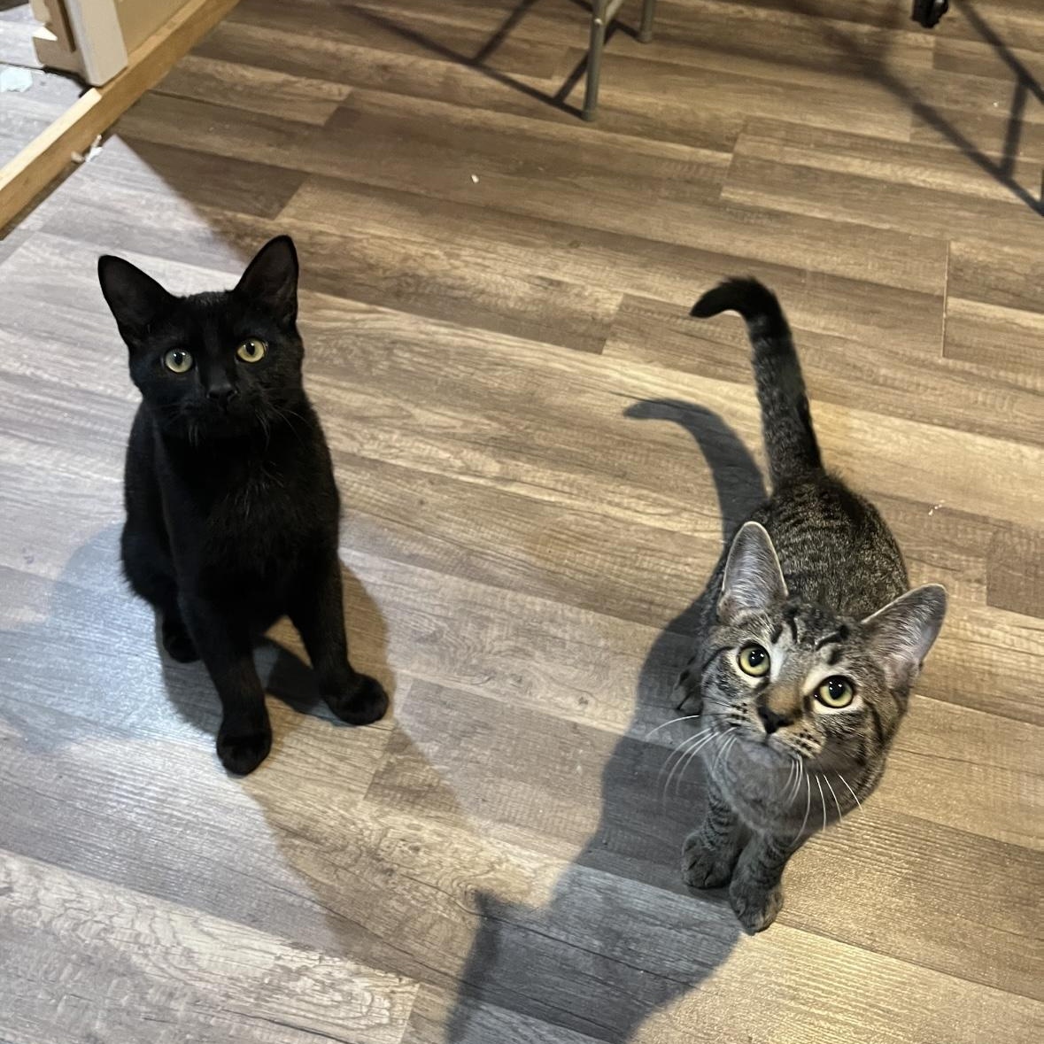 Enlarge Jalapeño & Chili, a Adoptable Domestic Short Hair in Beltsville, MD image 6/6