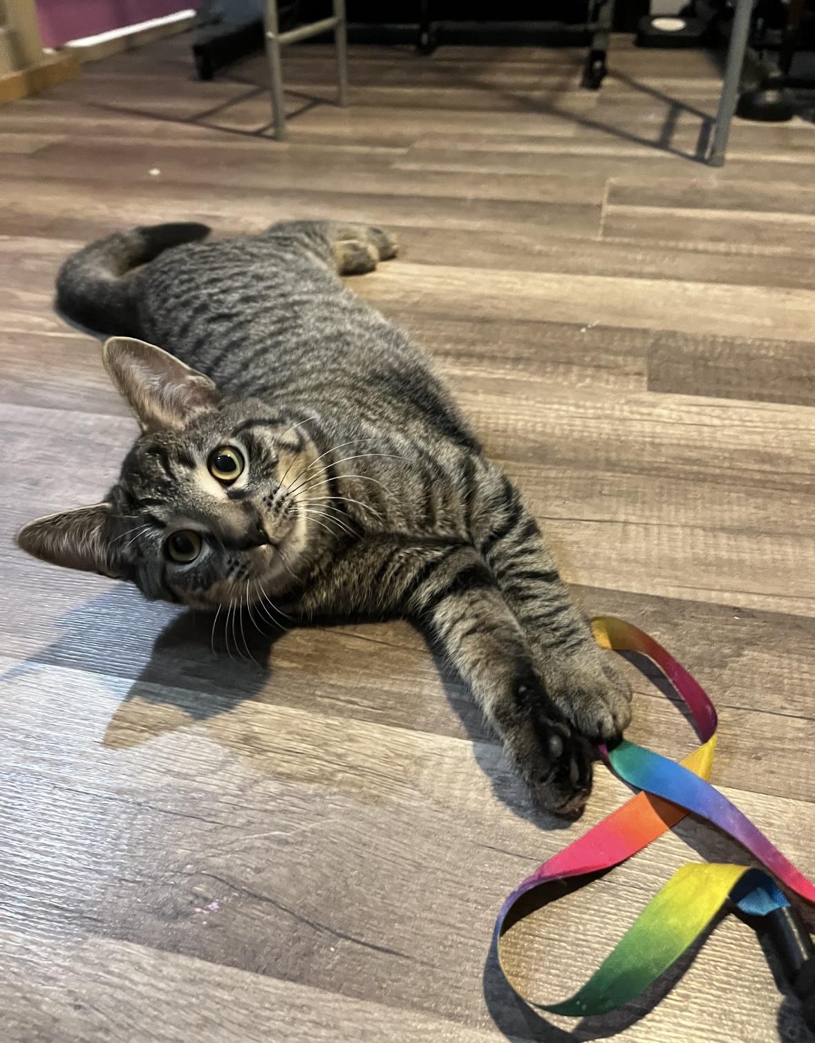 Enlarge Jalapeño & Chili, a Adoptable Domestic Short Hair in Beltsville, MD image 5/6