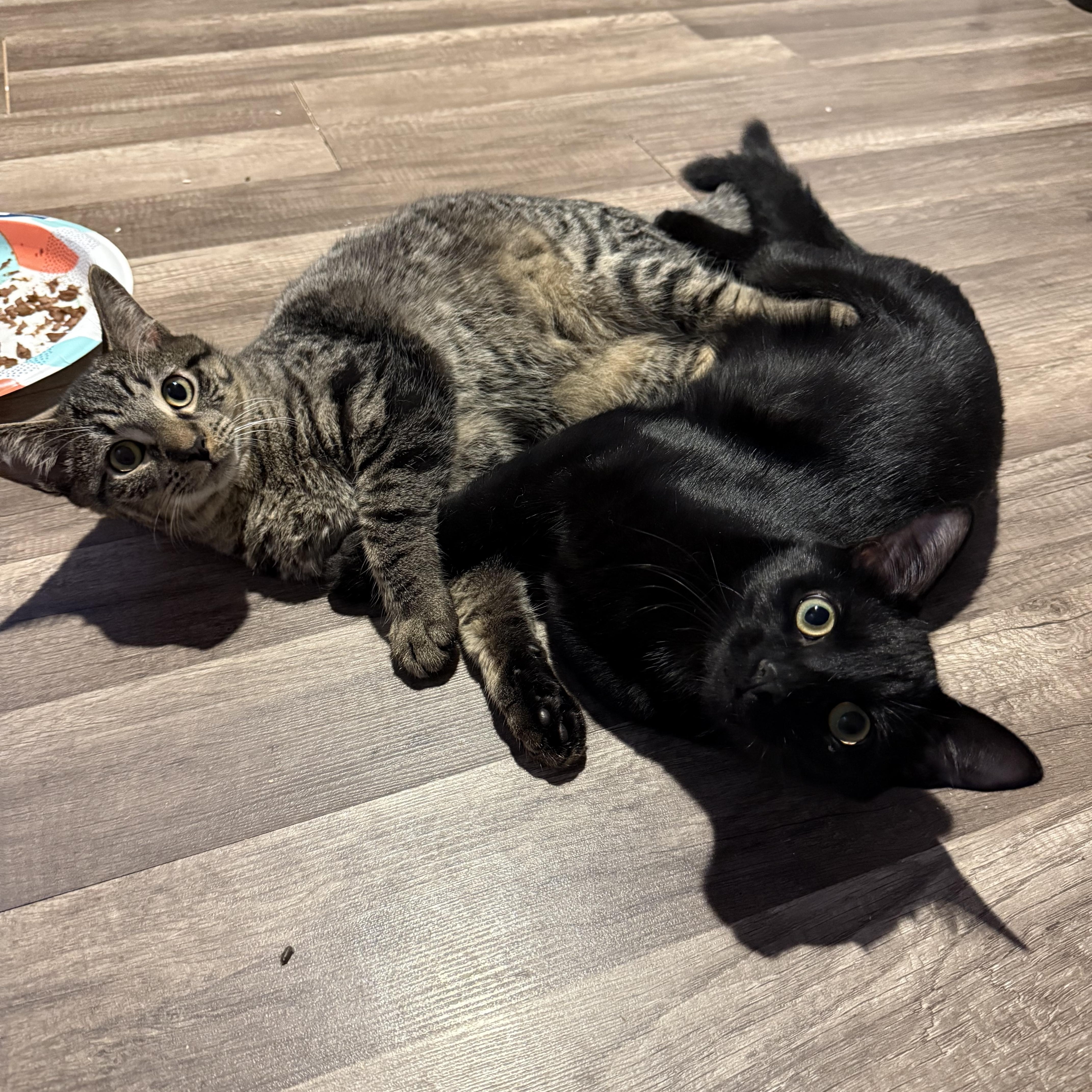 Enlarge Jalapeño & Chili, a Adoptable Domestic Short Hair in Beltsville, MD image 1/6