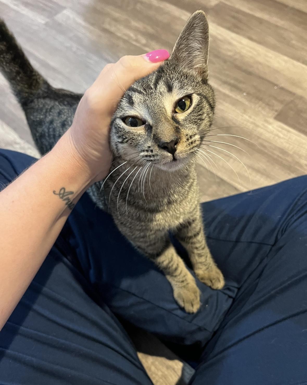 Jalapeño & Chili, Adoptable, Kitten Female Domestic Short Hair.