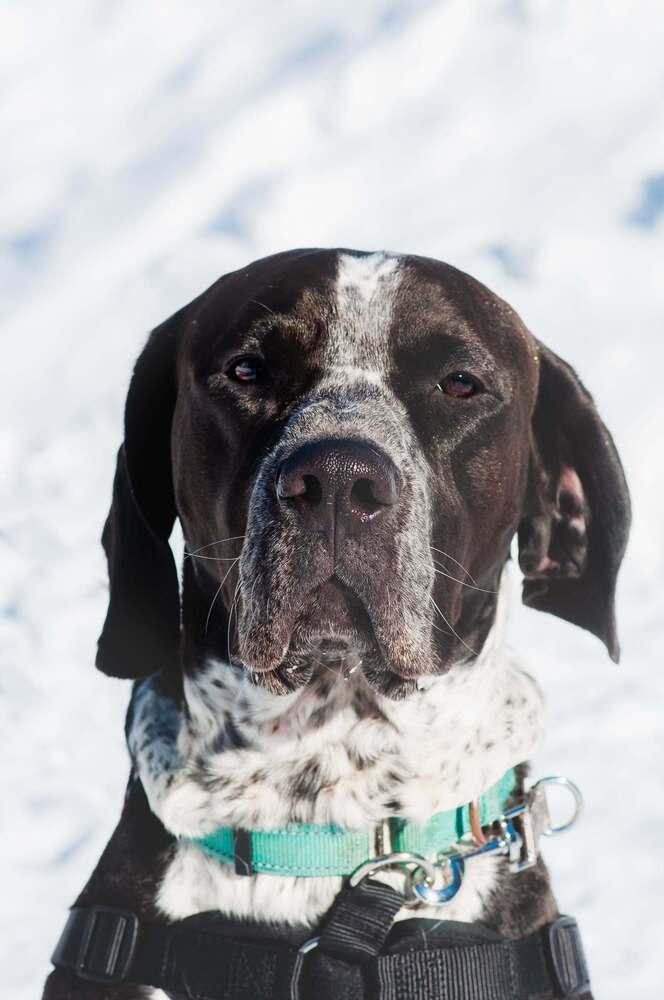 Koda, Adoptable, Adult Male English Setter.