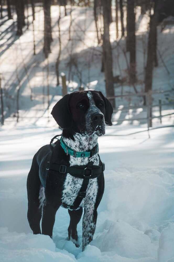 Koda, a Adoptable mixed breed in Groveland, MA image 2/6