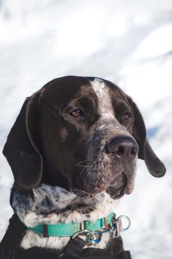 Koda, a Adoptable mixed breed in Groveland, MA image 3/6