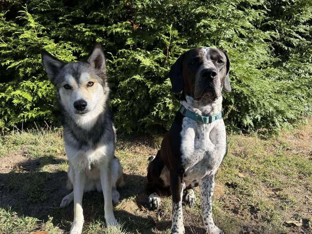 Koda, a Adoptable mixed breed in Groveland, MA image 4/6