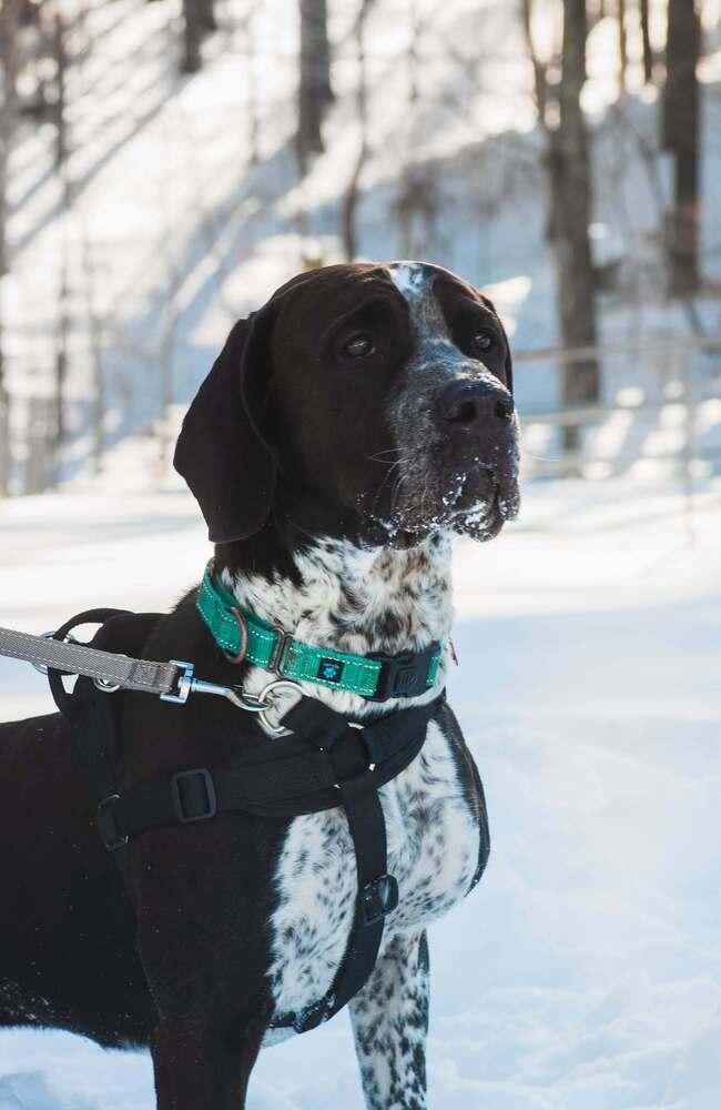 Koda, a Adoptable mixed breed in Groveland, MA image 6/6