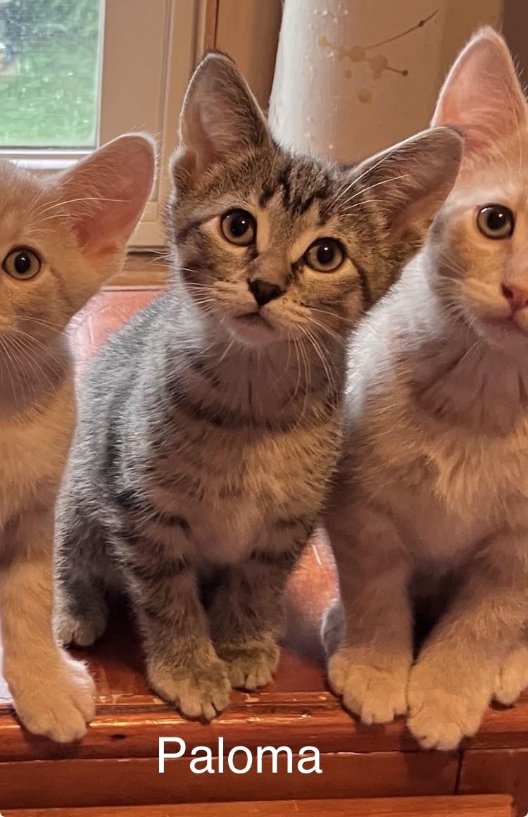 Paloma, ADOPTABLE, Kitten Female Domestic Short Hair.