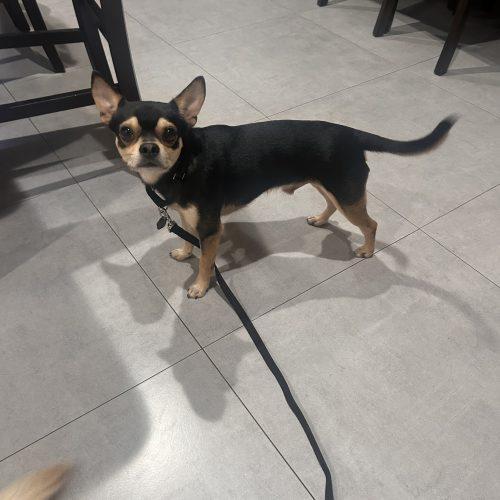 Enlarge Rocky, a Adoptable mixed breed in Plantation, FL image 2/4