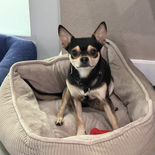 Enlarge Rocky, a Adoptable mixed breed in Plantation, FL image 3/4