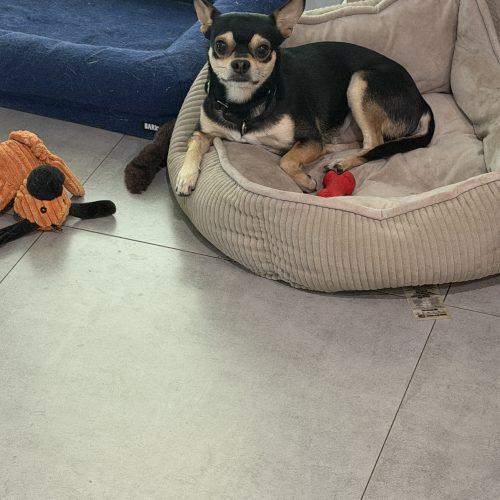 Enlarge Rocky, a Adoptable mixed breed in Plantation, FL image 4/4