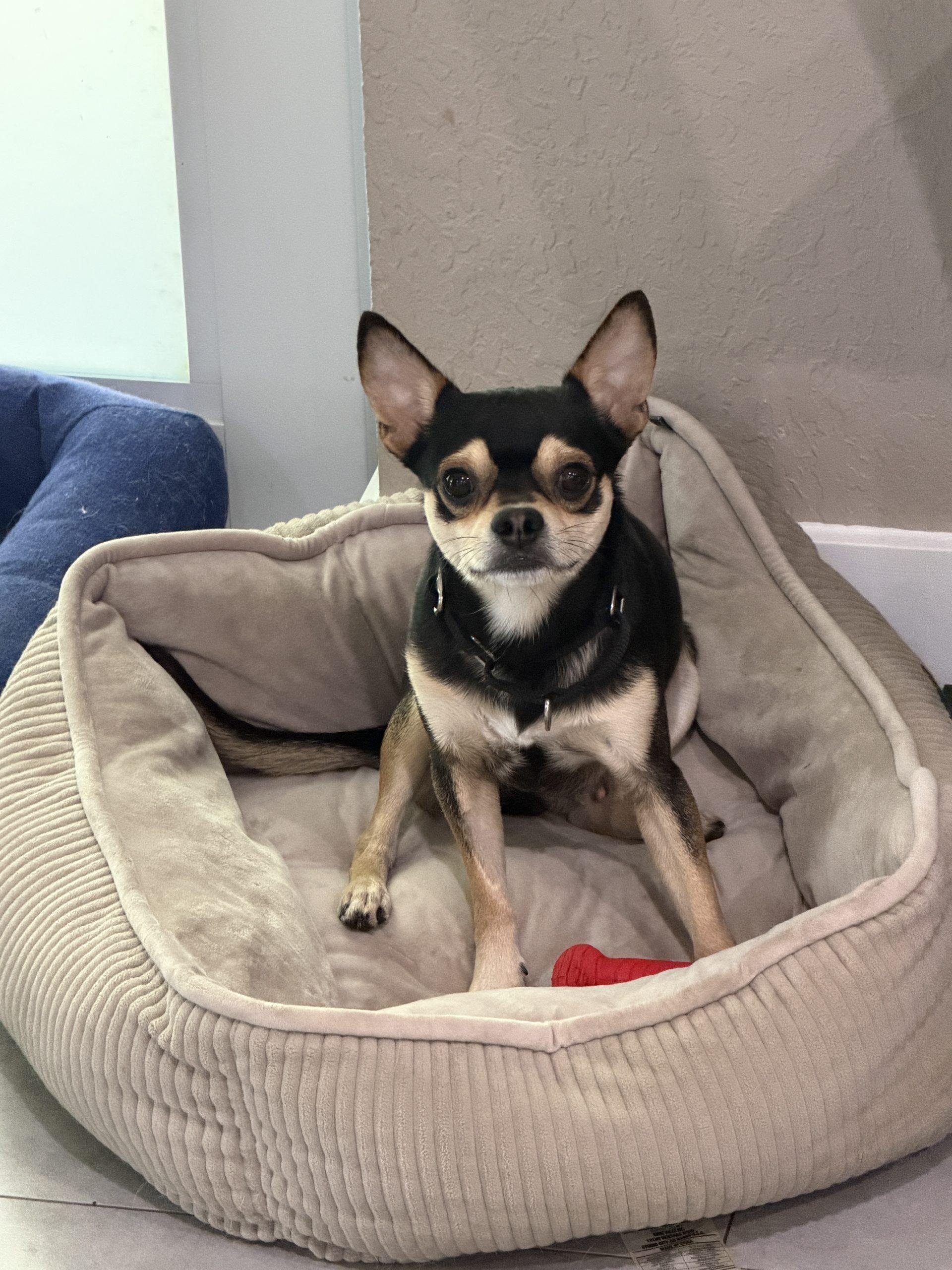 Enlarge Rocky, a Adoptable mixed breed in Plantation, FL image 1/4