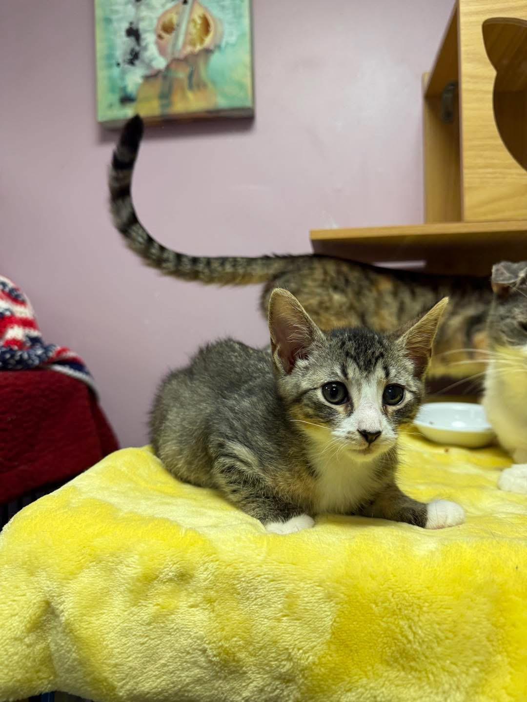 Enlarge Lainey, an adopted Domestic Short Hair in Freeport, NY image 1/1