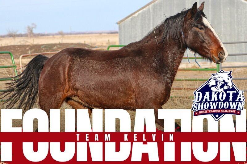 Kelvin, Adoptable, Young Male Mustang.