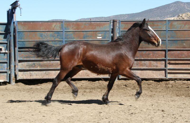 Enlarge Kelvin, a Adoptable Mustang in Scotland, SD image 1/6
