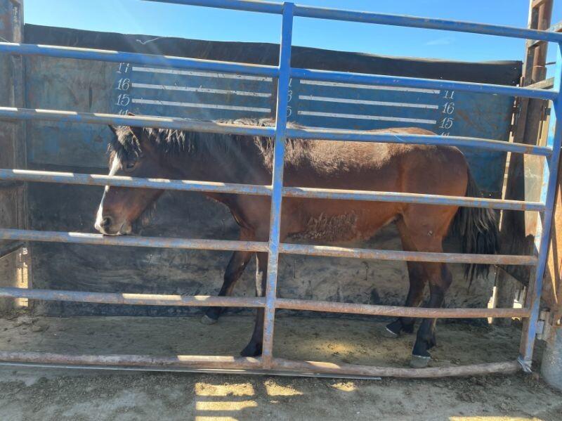 Enlarge Kelvin, a Adoptable Mustang in Scotland, SD image 2/6