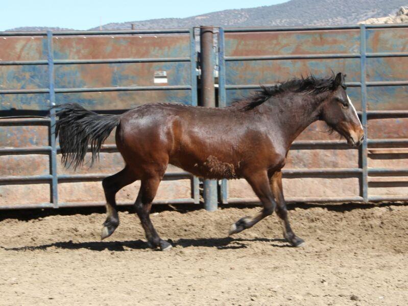 Enlarge Kelvin, a Adoptable Mustang in Scotland, SD image 2/6