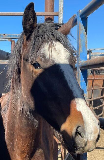 Enlarge Kelvin, a Adoptable Mustang in Scotland, SD image 3/6