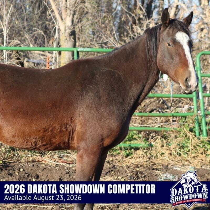 Enlarge Kelvin, a Adoptable Mustang in Scotland, SD image 4/6