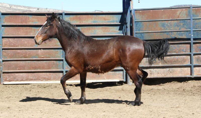 Enlarge Kelvin, a Adoptable Mustang in Scotland, SD image 5/6