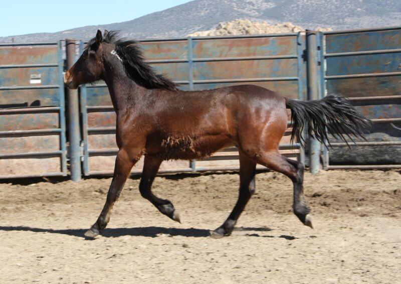 Enlarge Kelvin, a Adoptable Mustang in Scotland, SD image 4/6